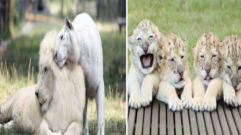 Rare and Majestic: Meet Yeti, Odlin, Samson, and Apolo, the Extraordinary White Ligers