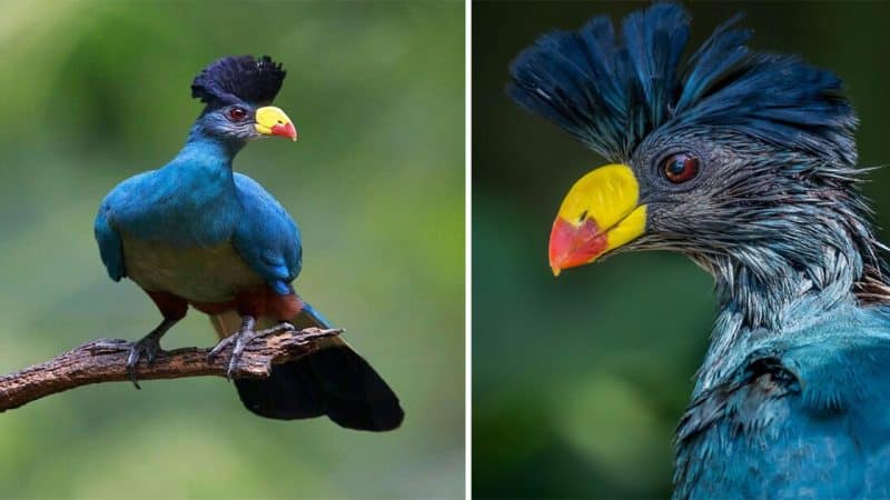 Unveiling the Majesty of the Great Blue Turaco: A Regal Beauty of the African Rainforest