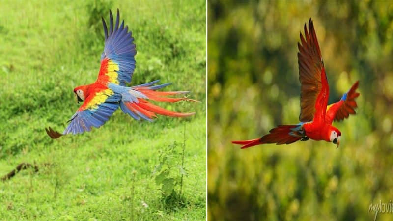 The Lifespan of Macaw Parrots in the Wild and Captivity