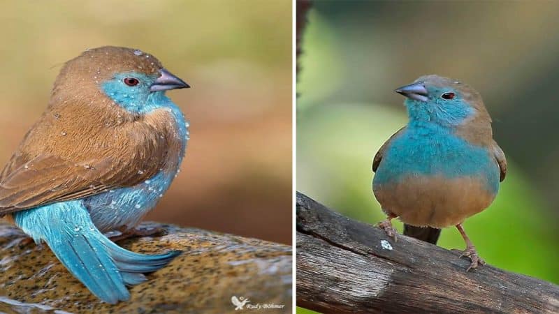 Blue-breasted Cordon-bleu: A Striking Bird Species of Sub-Saharan Africa