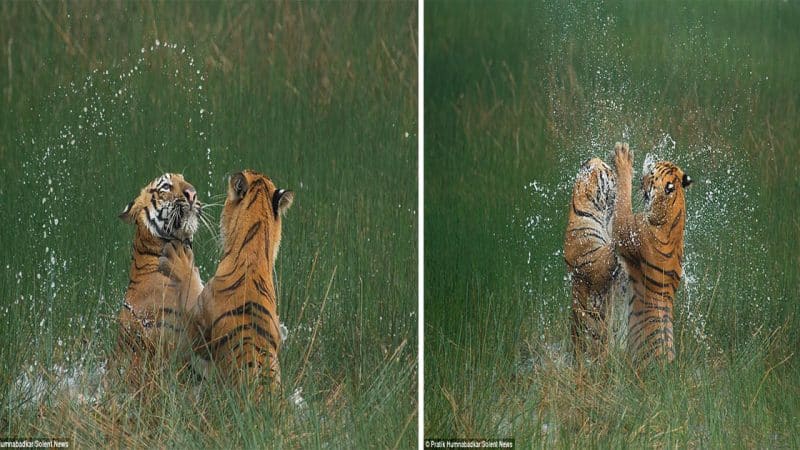 A Heartwarming Encounter: Mother Tiger Trains Cub Through Playful “Duel”