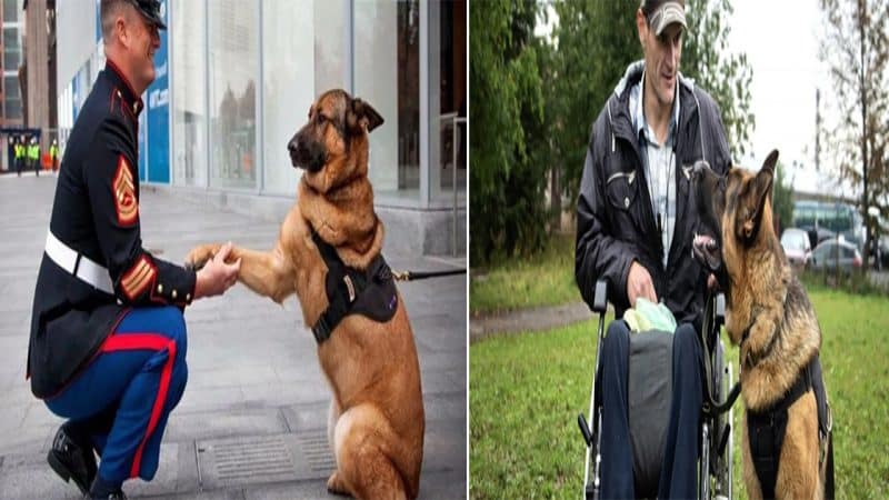 The moment of picking up a service dog with a leg amputee back from the battlefield made many people emotional .