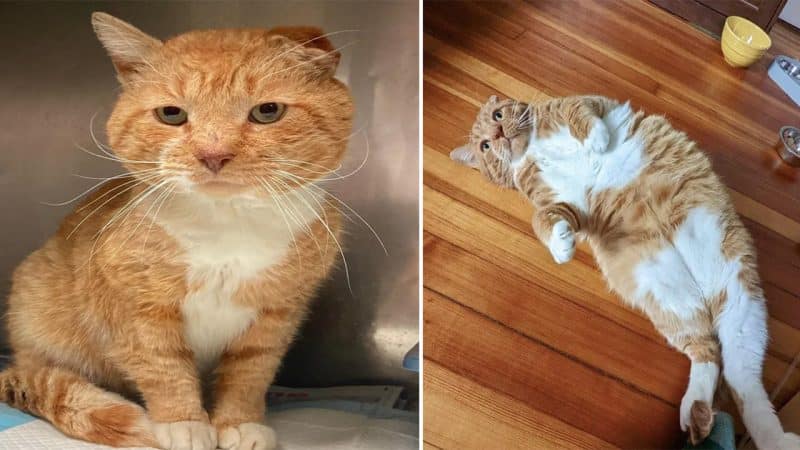 Garfield’s journey from a stray cat with a severe wound to a beloved pet was truly remarkable.