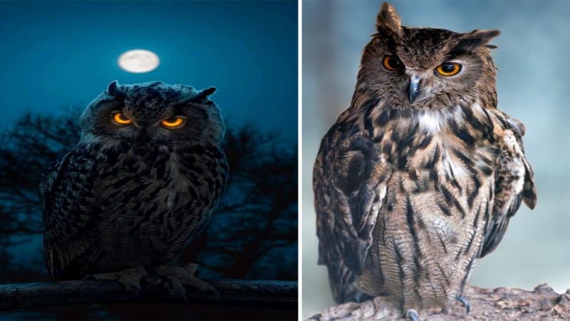 Whispers of the Night: Exploring the Mysterious World of Owls