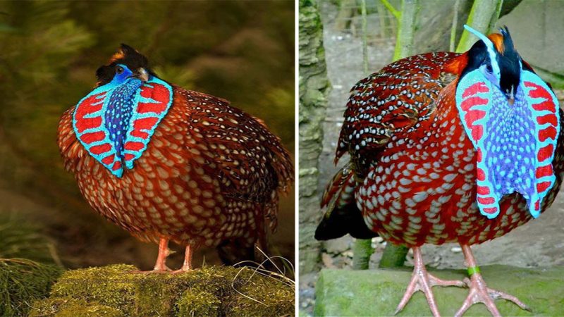 Graceful Majesty: Exploring the Temminck’s Tragopan