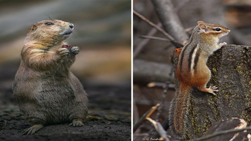 Brown Chipmunk: Nature’s Adorable Scavenger