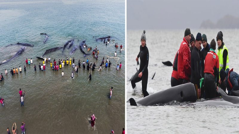 Urgent Race Against Time: Rescuing 10 Stranded Whales