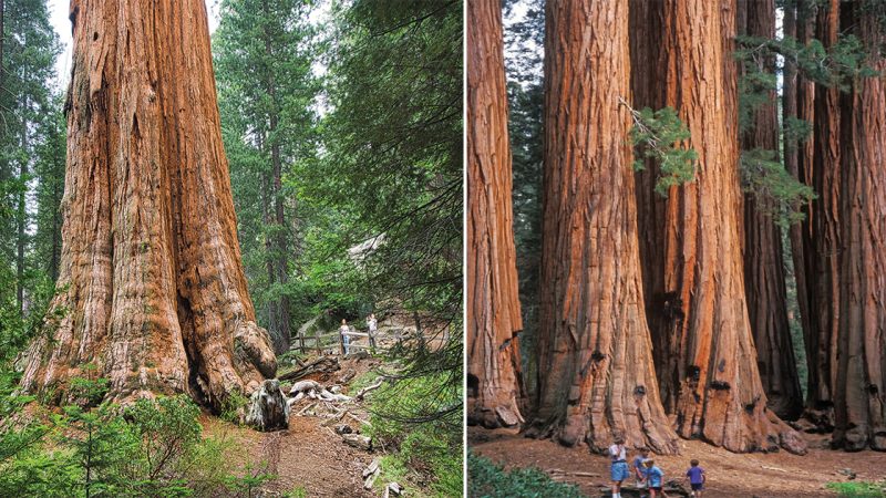 The Giant Mark Twain Redwood: A Living Testament to Nature’s Grandeur