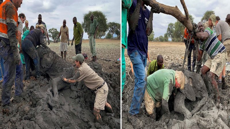 Rescued from Desperation: Heartwarming Tale of Two Baby Elephants Stuck in a Zimbabwe Waterhole