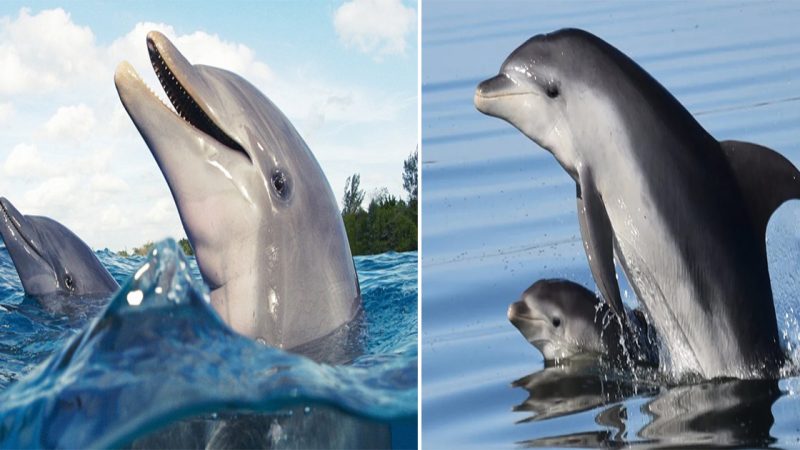 Bottlenose dolphin moms modify their individually distinctive whistles — akin to a name — when their babies are nearby.