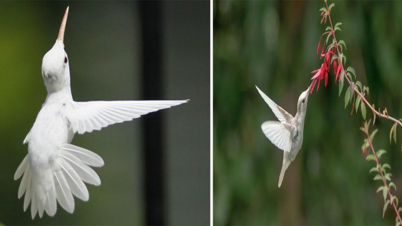 The Enigmatic Beauty of the Albino Hummingbird