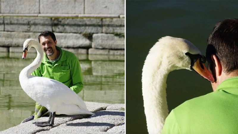 Beyond Companionship: The Extraordinary Tale of Raal and his Beloved Swan