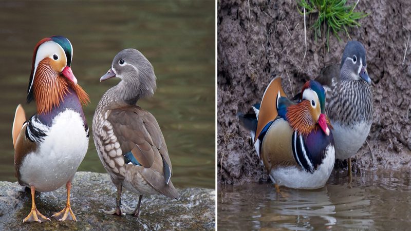 Mandarin Duck A Breathtaking Jewel of Nature