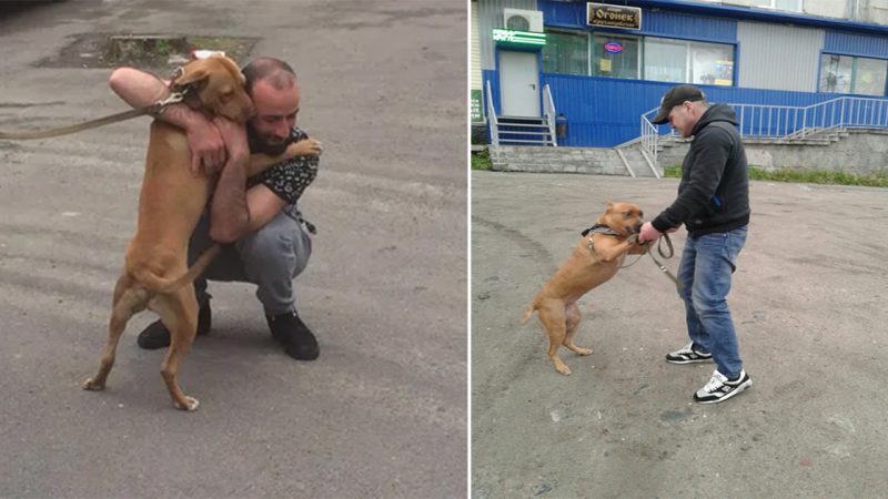 Touching moment captured by a street camera: a dog hugs happily when he meets his owner again after many years of separation