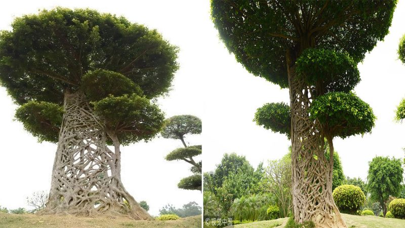 “Spider’s Web Tree: The Strangler Fig of Nanning, Guangxi, China”