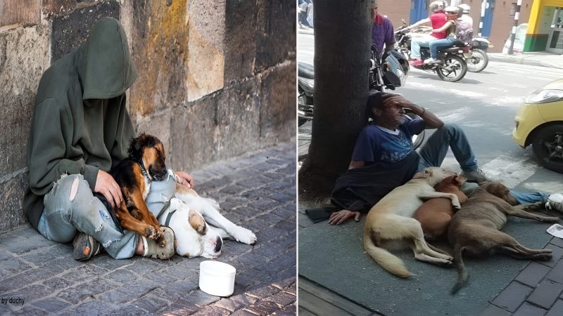 “A Tale of Love and Resilience: The Unbreakable Bond between an Elderly Homeless Man and His Loyal Canine Companions”