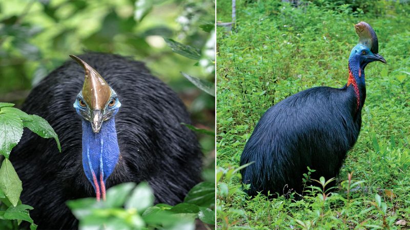 The Mighty Southern Cassowary: A Majestic Giant of the Rainforest