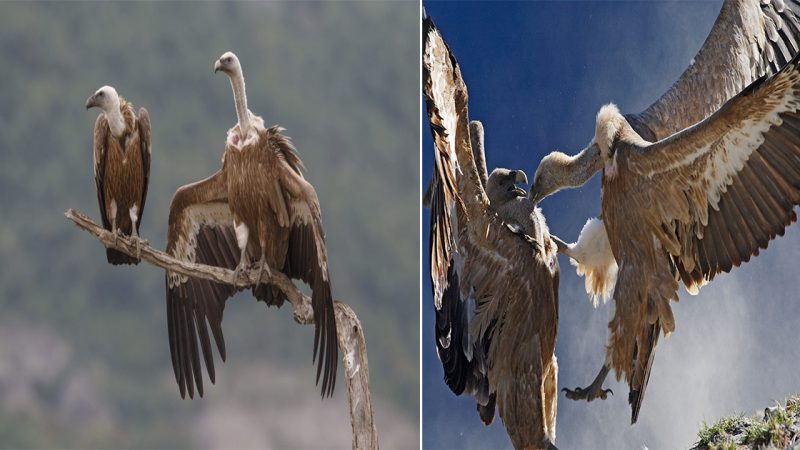 The Majestic Vulture: Nature’s Unsung Hero of Cleanliness and Renewal