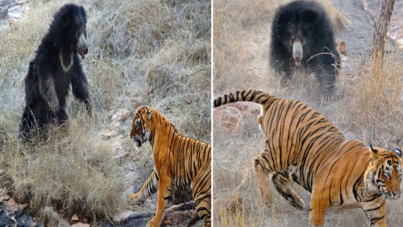 Mother Bear’s Roar: Tigers Retreat in Rare Confrontation at Ranthambore Tiger Reserve