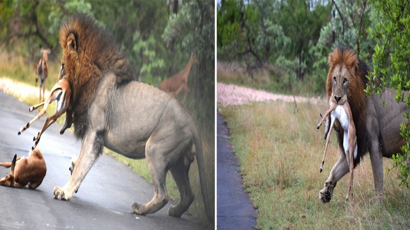 Greedy 400-Pound Lion’s Impala-Eating Rampage in Kruger National Park, South Africa