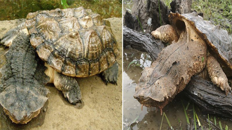 This strange looking tortoise is always smiling and behaving so strangely you can’t believe it.