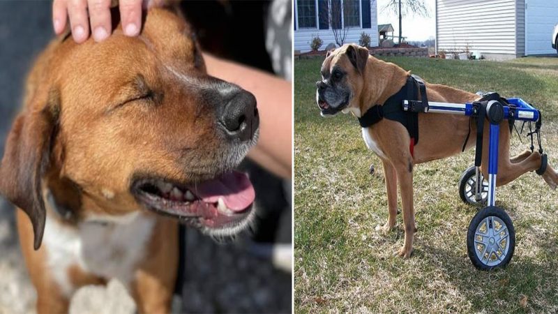 This man has rescued and adopted dogs who have lost the use of their back legs, and every day he strollers them to the dog park, where he reattaches their “doggy wheelchairs” so they can play.