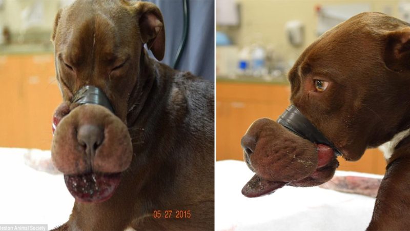 The poor dog whose owner tied his mouth with duct tape is currently causing outrage in the online community.