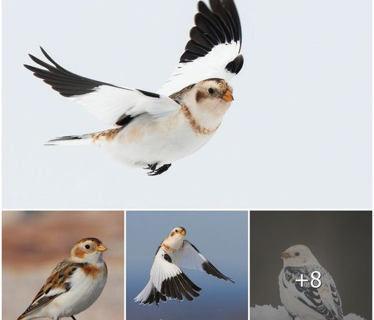 The Snow Bunting: A Hardy Songbird of the Arctic