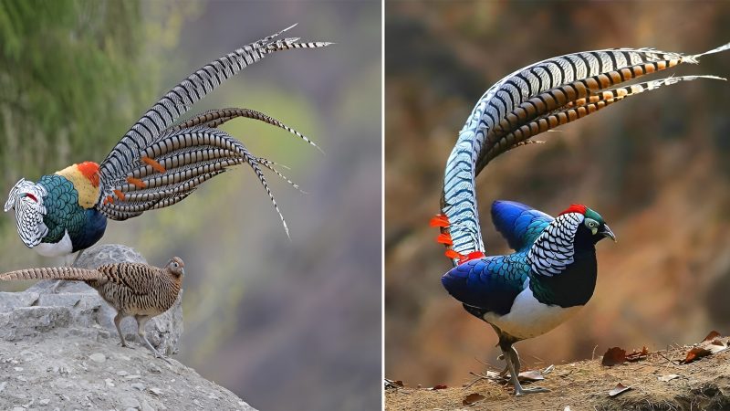 Lady Amherst’s Pheasants (Chrysolophus amherstiae) in China by Yakang Ai .