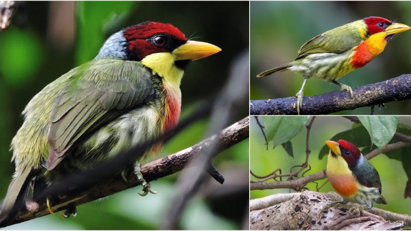 Lemon-throated Barbet: The Colorful Bird Species of the South American Cloud Forests