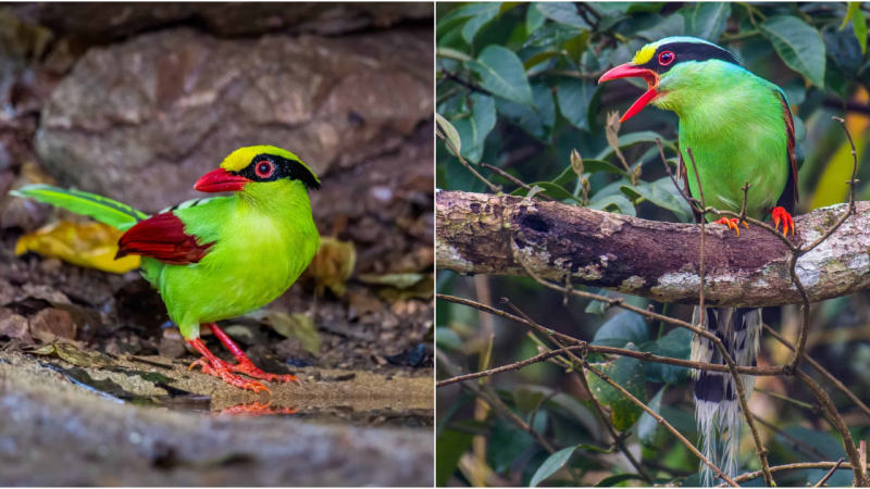 The Enchanting Common Green Magpie: A Striking Beauty in Peril