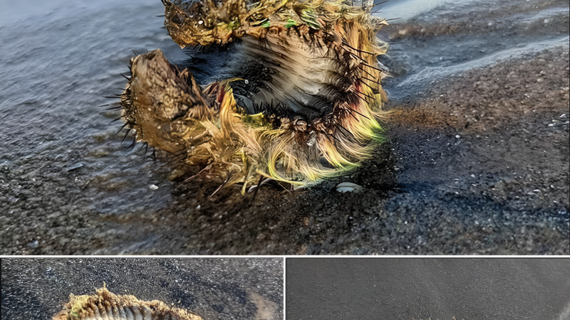 Enigmatic Discovery on Portobello Beach: Beachgoer Encounters Mysterious Fluorescent Green Sea Creature