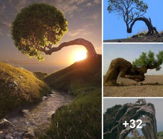 Twisted Trees: Nature’s Enigmatic Contortionists Revealed