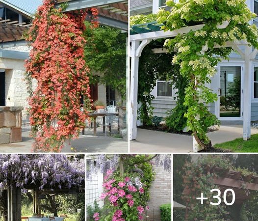 30 Inspiring Ideas To Create A Colorful And Fragrant Pergola