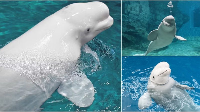 Beluga Whales: The Graceful Giants of the Arctic Waters