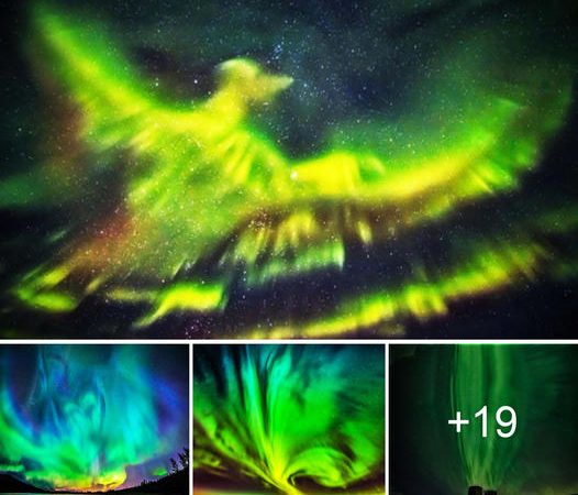 Majestic Mythical Avian Beauty: Northern Lights Resemble Legendary Phoenix