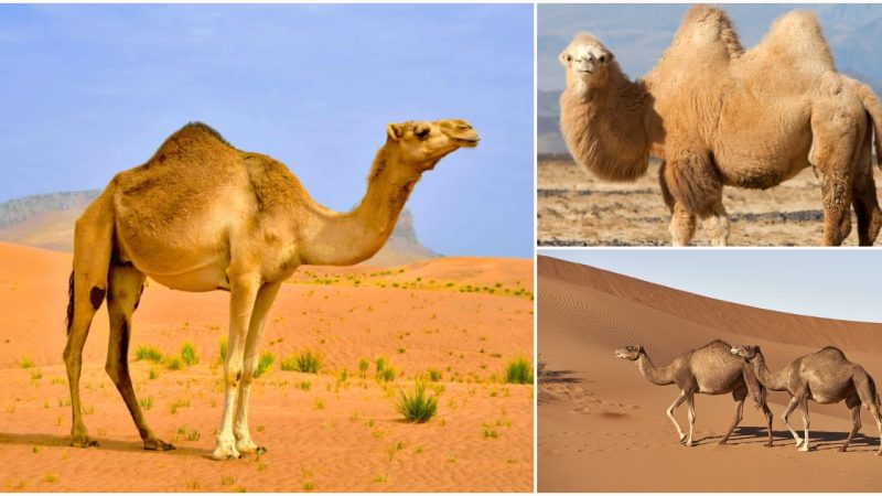 Camels: The Desert Nomads