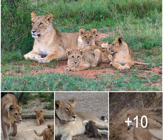 Lioness Extends Helping Paw to Tigress in Raising Cubs