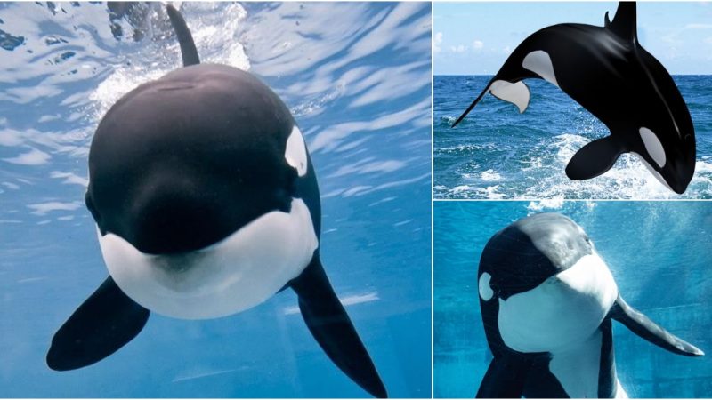 Orca Myths and Legends: Folklore from Around the World Celebrating the Ocean’s Giants