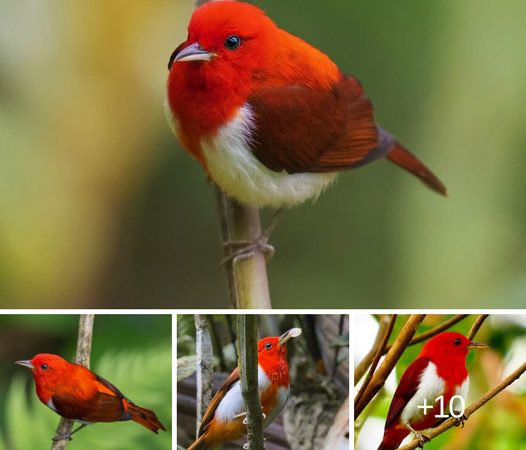 Unraveling Mysteries: Understanding the Behavior and Ecology of the Scarlet-and-White Tanager