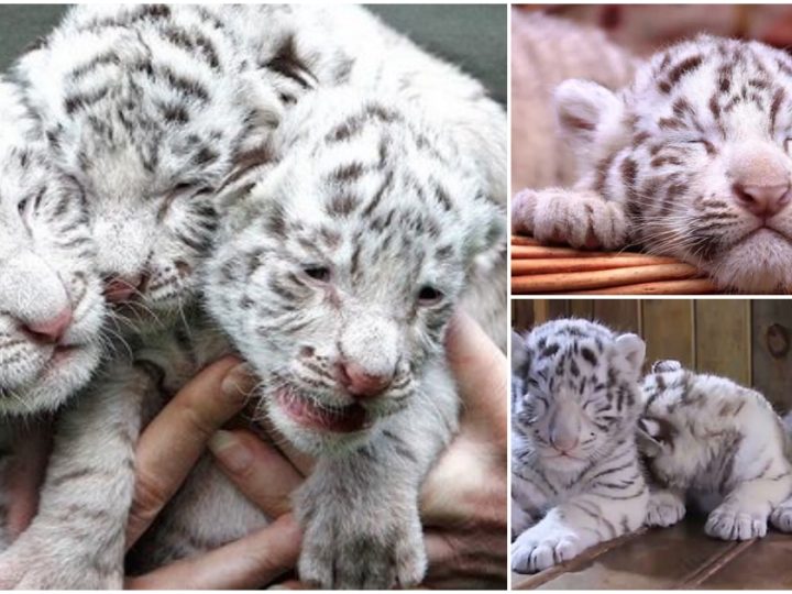 Newborn White Tiger Triplets Captivate Hearts in China