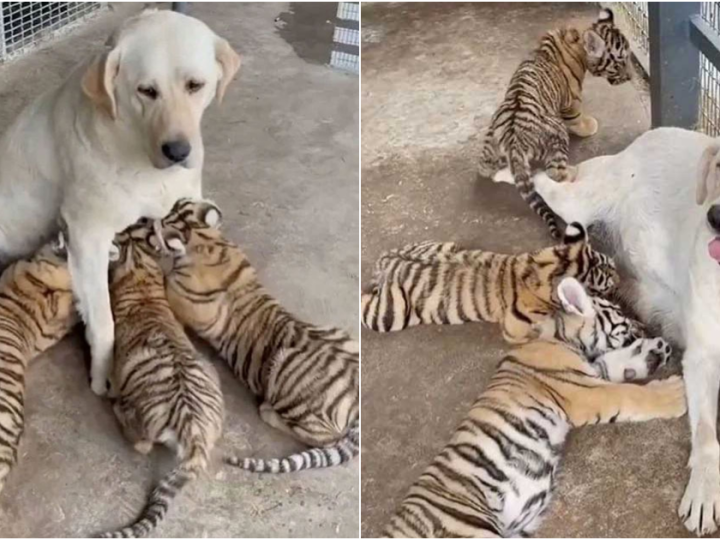 Labrador Becomes Surprising ‘Adoptive Mother’ to Tiger Cubs