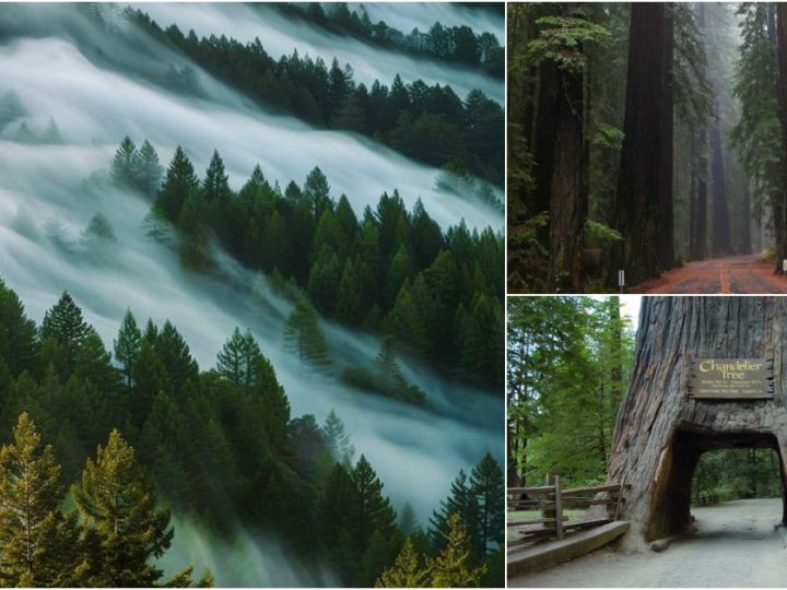 Nature’s Giants: The Redwood Forest of California