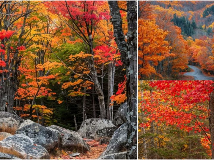 A Journey Through the Scenic Landscapes of Mount Desert Island, Maine