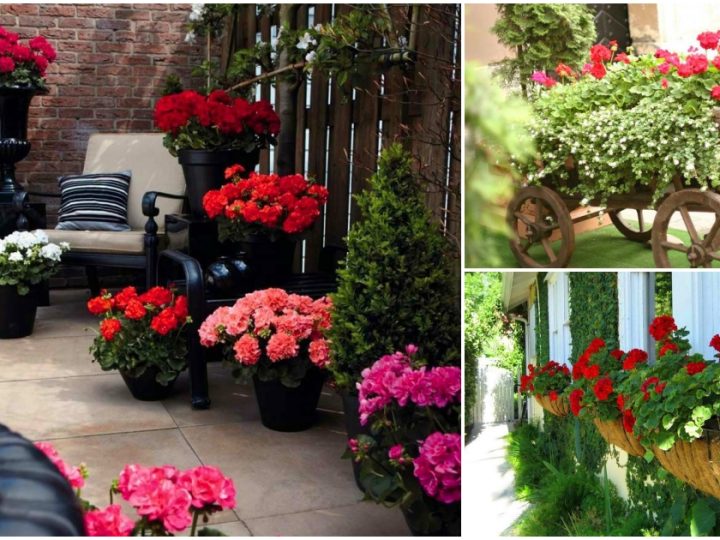 Transform Your Garden with 34 Breathtaking Geranium Landscaping Ideas