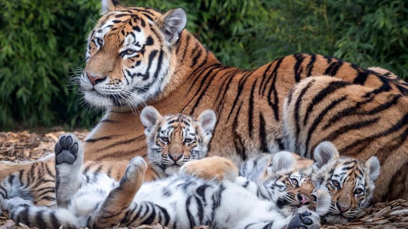 Incredible Moment: Mom Tiger Nursing Her Four Beautiful Cubs – Bengal and White (Video)