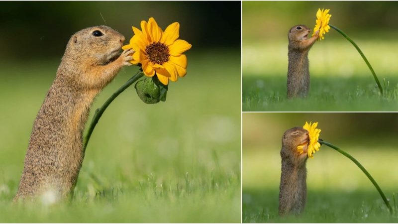 Adorable! Photographer Captures Curious Squirrel Stopping to Smell a Flower